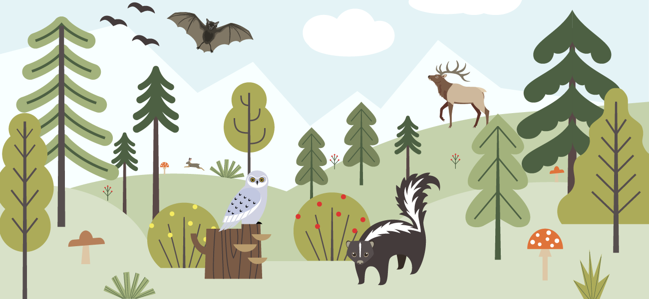 Wildlife Wonders: Who's in Your Backyard?